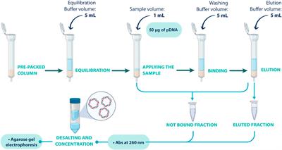 Evaluation of novel chromatographic prototypes for supercoiled plasmid DNA polishing